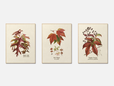 Fall Leaves Print Set of 3 mockup - A_bot1-V1-PC_AP-SS_3-PS_11x14-C_lpa