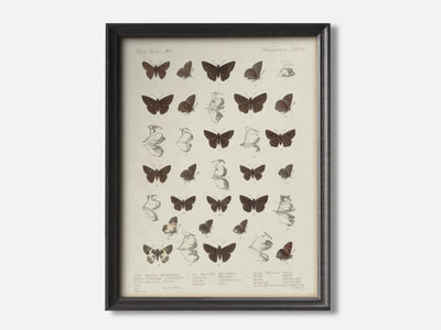 Butterflies - Insecta Lepidoptera mockup - A_ani12-V1-PC_F+B-SS_1-PS_5x7-C_lpa variant