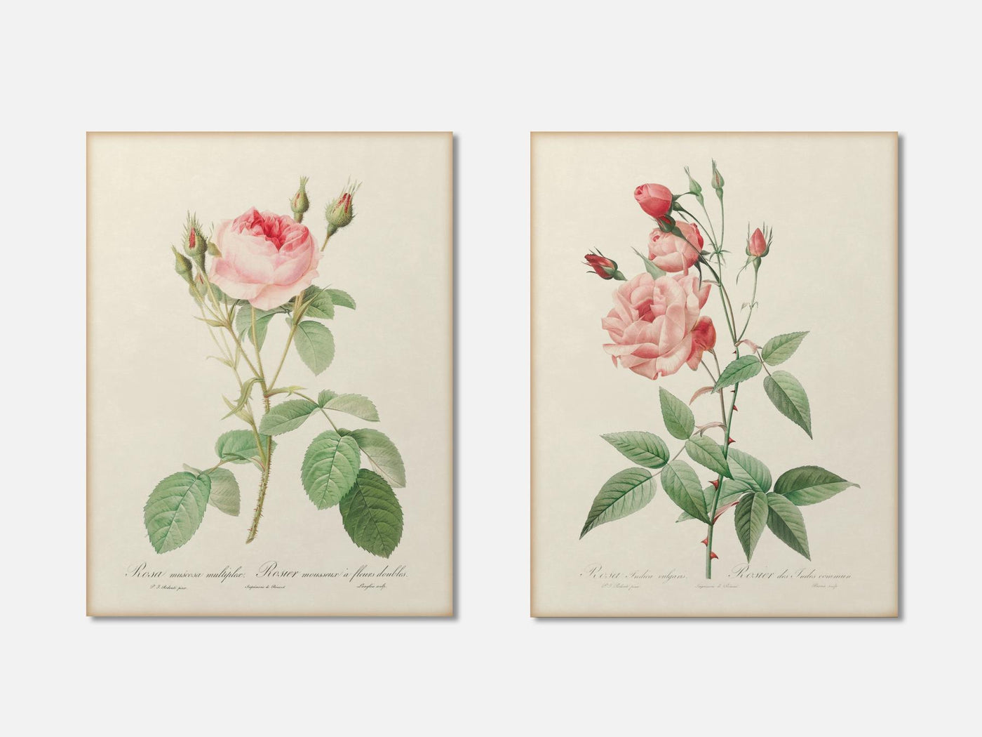 Pink Rose Set of 2 mockup - A_bot3-V1-PC_AP-SS_2-PS_11x14-C_lpa