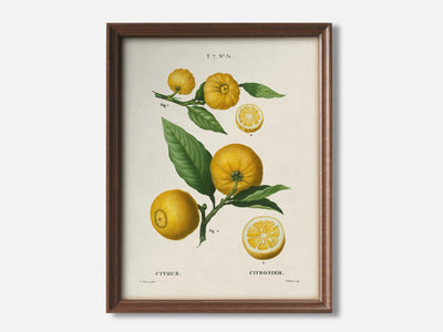 Clusters of citrus 1 Walnut - Light Parchment mockup