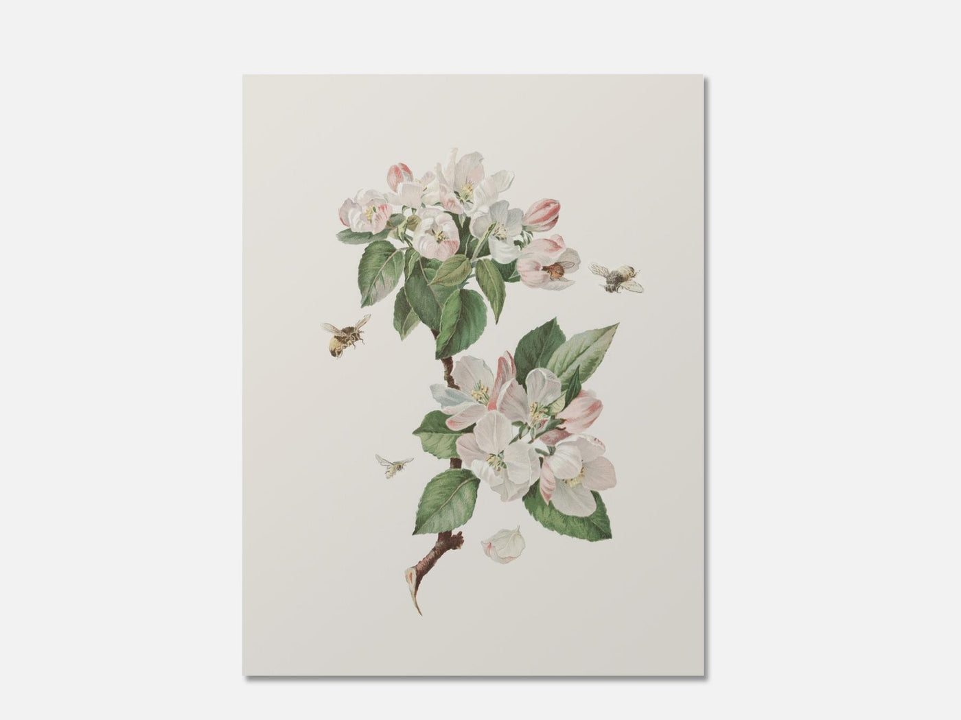 Apple Blossoms mockup - A_spr42-V1-PC_AP-SS_1-PS_5x7-C_def