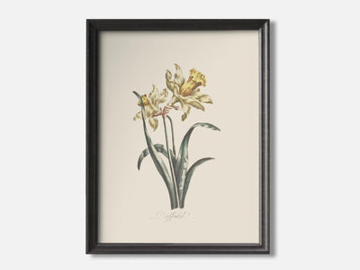 Daffodil mockup - A_spr55-V1-PC_F+B-SS_1-PS_5x7-C_def