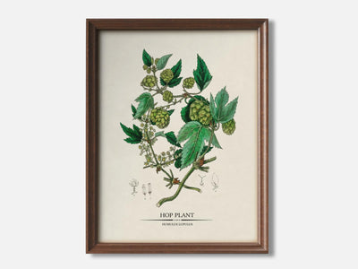 Hop Plant - Humulus Lupulus - Medical Botany (1836) 1 Walnut - Light Parchment mockup
