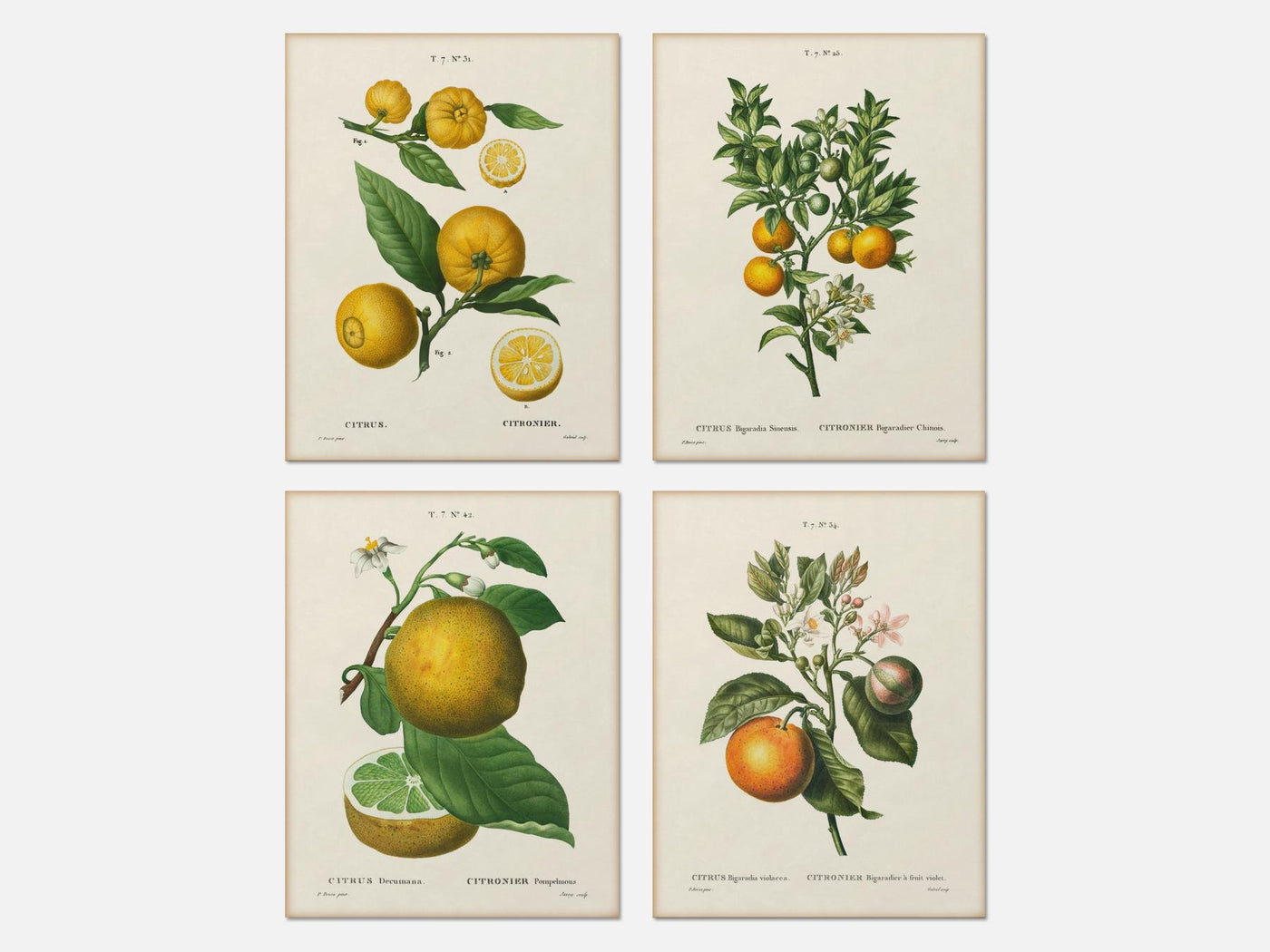 Citrus Print Set of 4 mockup - A_bot4-V1-PC_AP-SS_4-PS_5x7-C_lpa