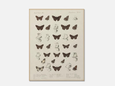 Butterflies - Insecta Lepidoptera mockup - A_ani12-V1-PC_AP-SS_1-PS_5x7-C_lpa