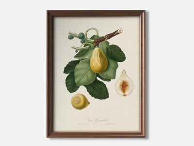 Common Fig from Pomona Italiana 1 Walnut - Light Parchment mockup
