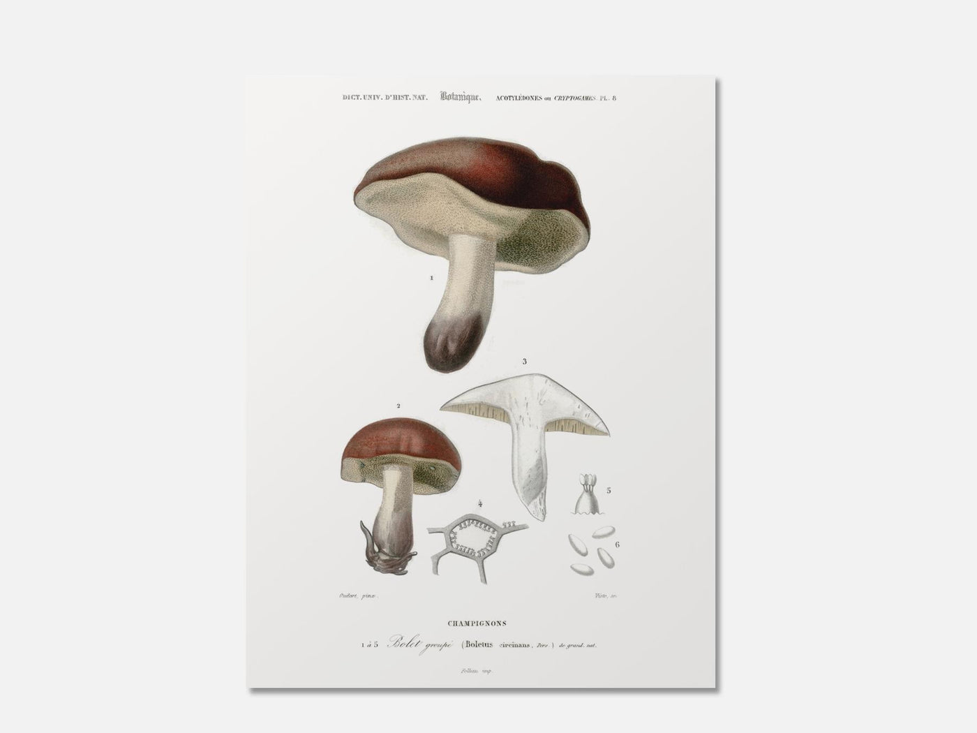 Mushroom ( Boletus circinans) mockup - A_bot10-V1-PC_AP-SS_1-PS_5x7-C_def