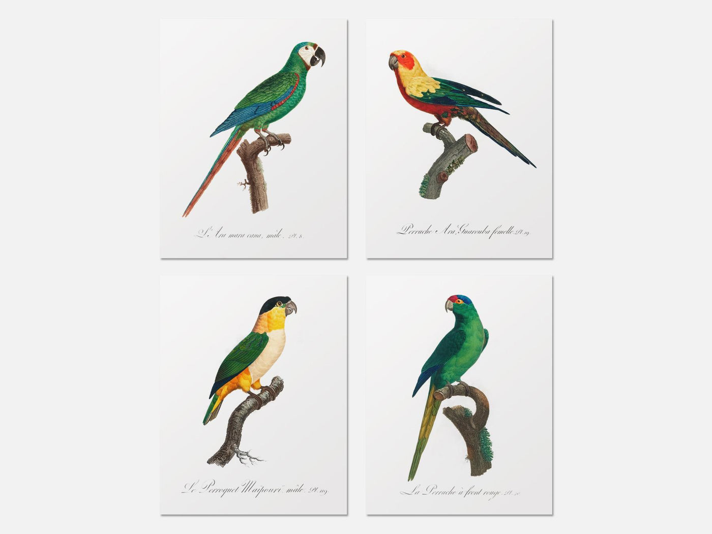 Vintage Parrot Print Set of 4 mockup - A_va2-V1-PC_AP-SS_4-PS_5x7-C_def