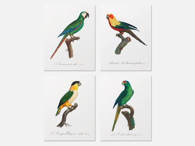 Vintage Parrot Print Set of 4 mockup - A_va2-V1-PC_AP-SS_4-PS_5x7-C_def variant