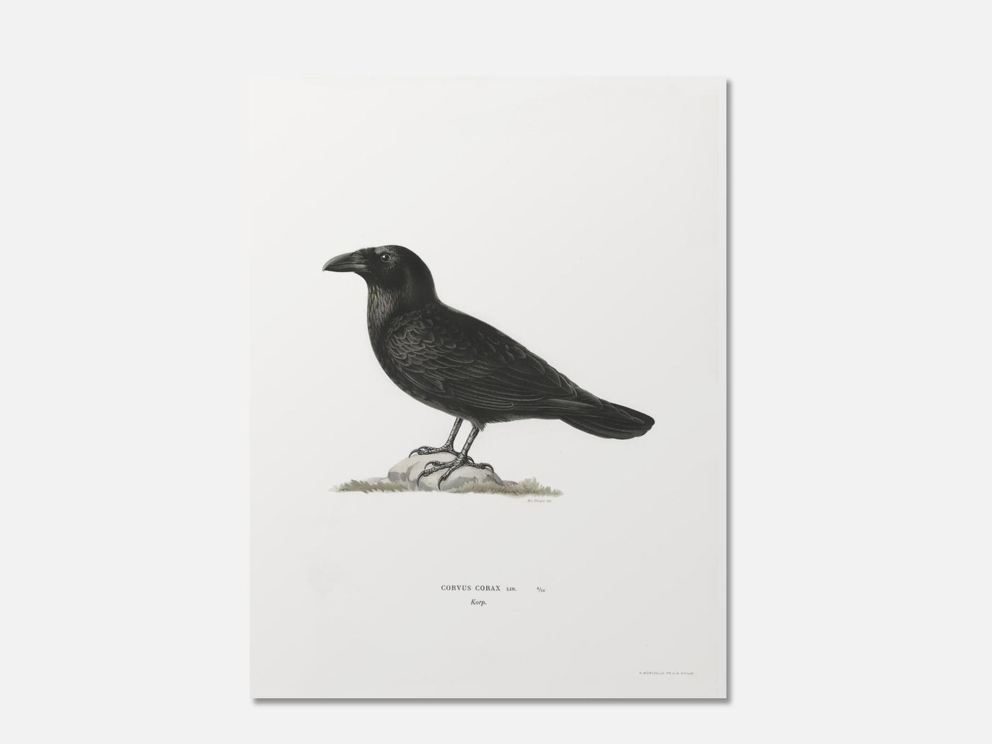 Common Raven - Corvus Corax mockup - A_h22-V1-PC_AP-SS_1-PS_5x7-C_def
