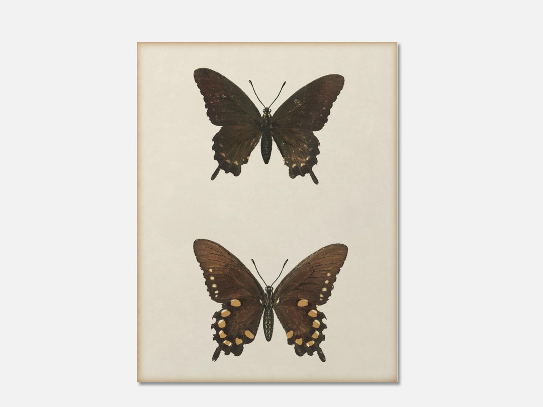 Drawings – Everart