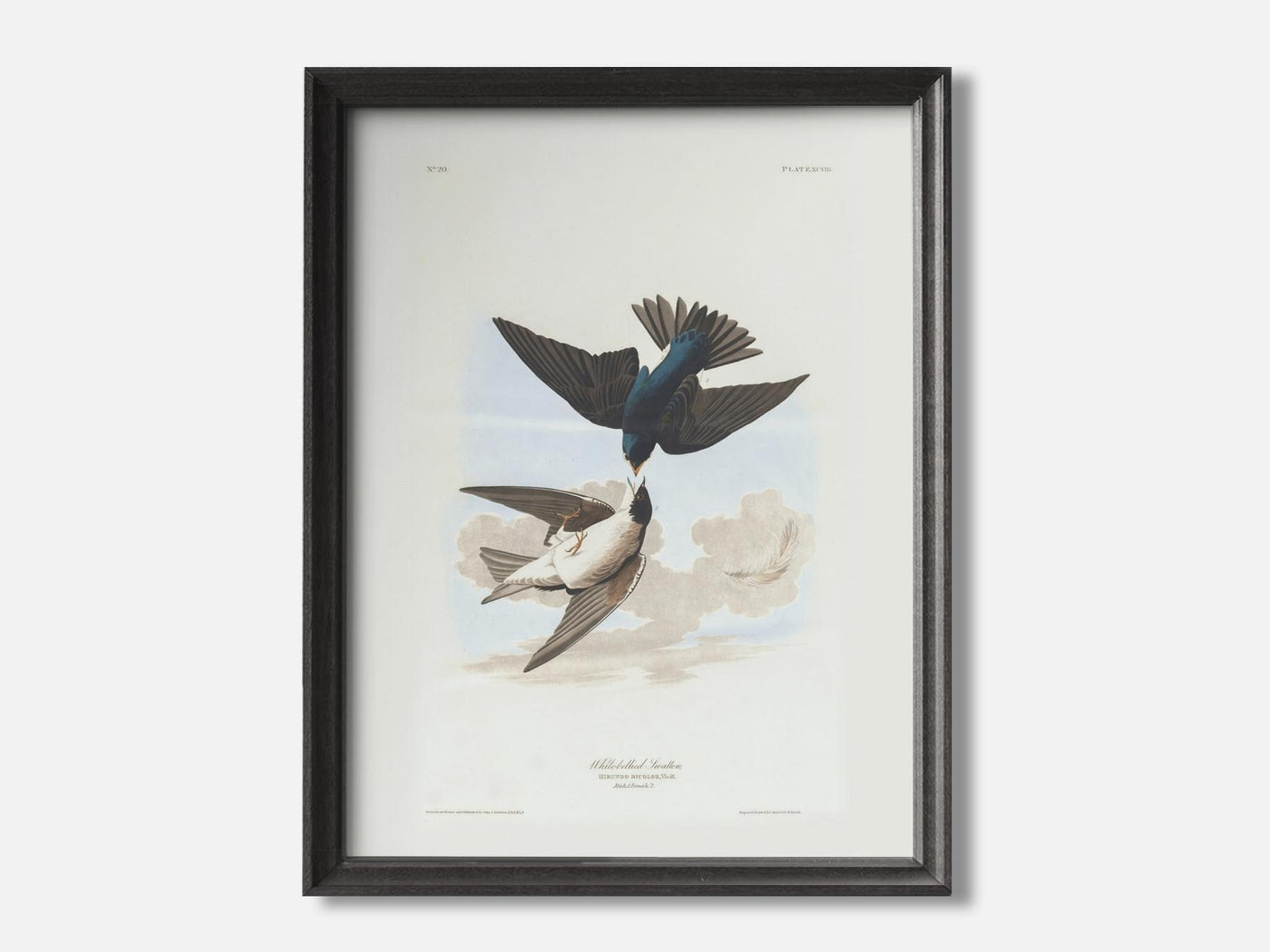 White-Bellied Swallows mockup - A_spr39-V1-PC_F+B-SS_1-PS_5x7-C_def variant