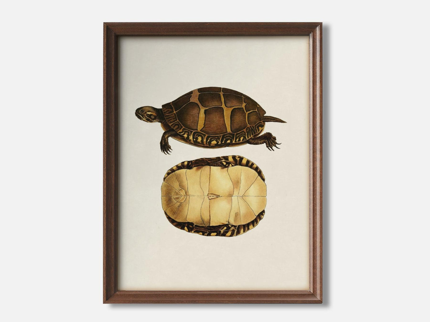 Turtle 3 1 Walnut - Light Parchment mockup