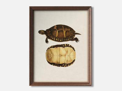 Turtle 3 1 Walnut - Light Parchment mockup