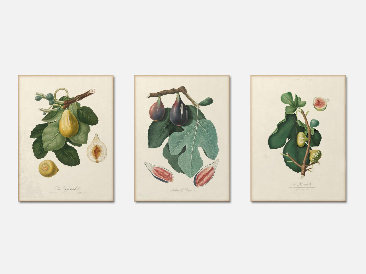 Vintage Fig Print Set of 3 mockup - A_bot2-V1-PC_AP-SS_3-PS_11x14-C_lpa