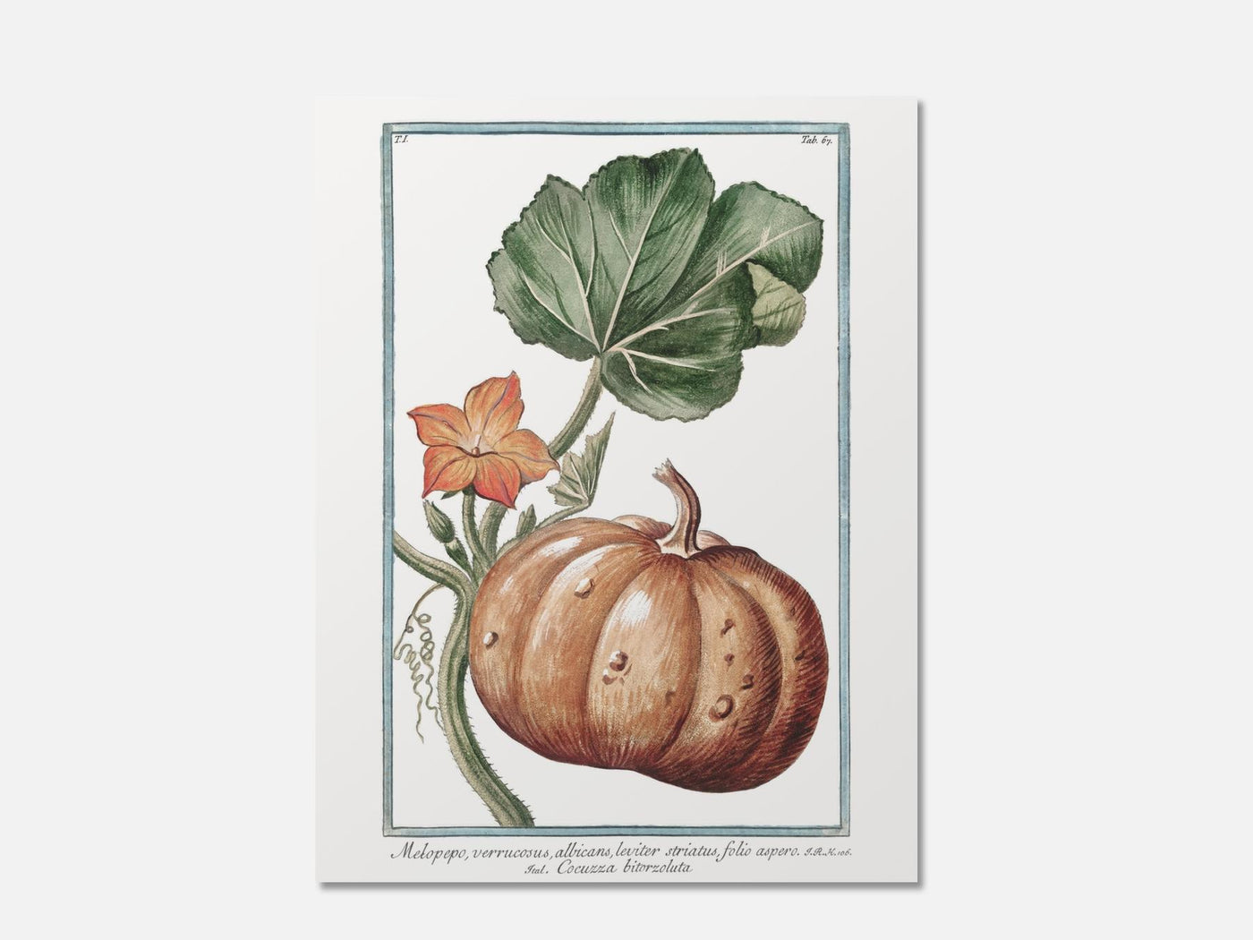 Pumpkin - Botanical Art Print mockup - A_h17-V1-PC_AP-SS_1-PS_5x7-C_def