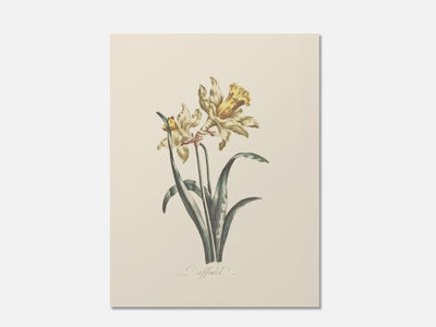 Daffodil mockup - A_spr55-V1-PC_AP-SS_1-PS_5x7-C_def