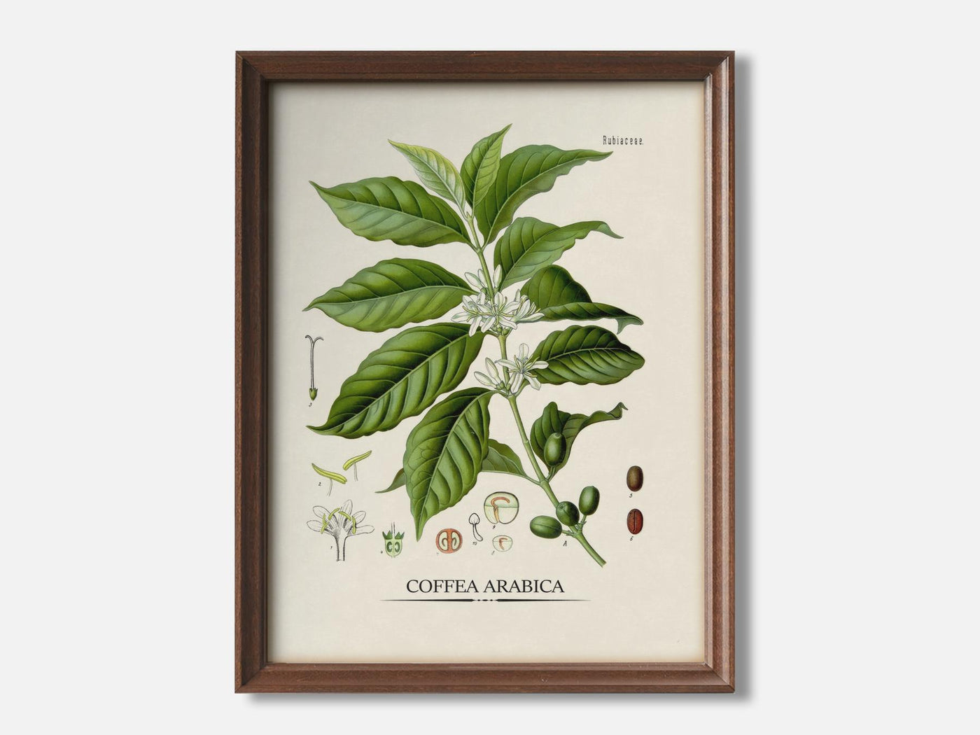 Coffea Americana 1 Walnut - Light Parchment mockup