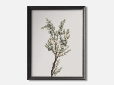 Mountain Juniper mockup - A_w54-V1-PC_F+B-SS_1-PS_5x7-C_def