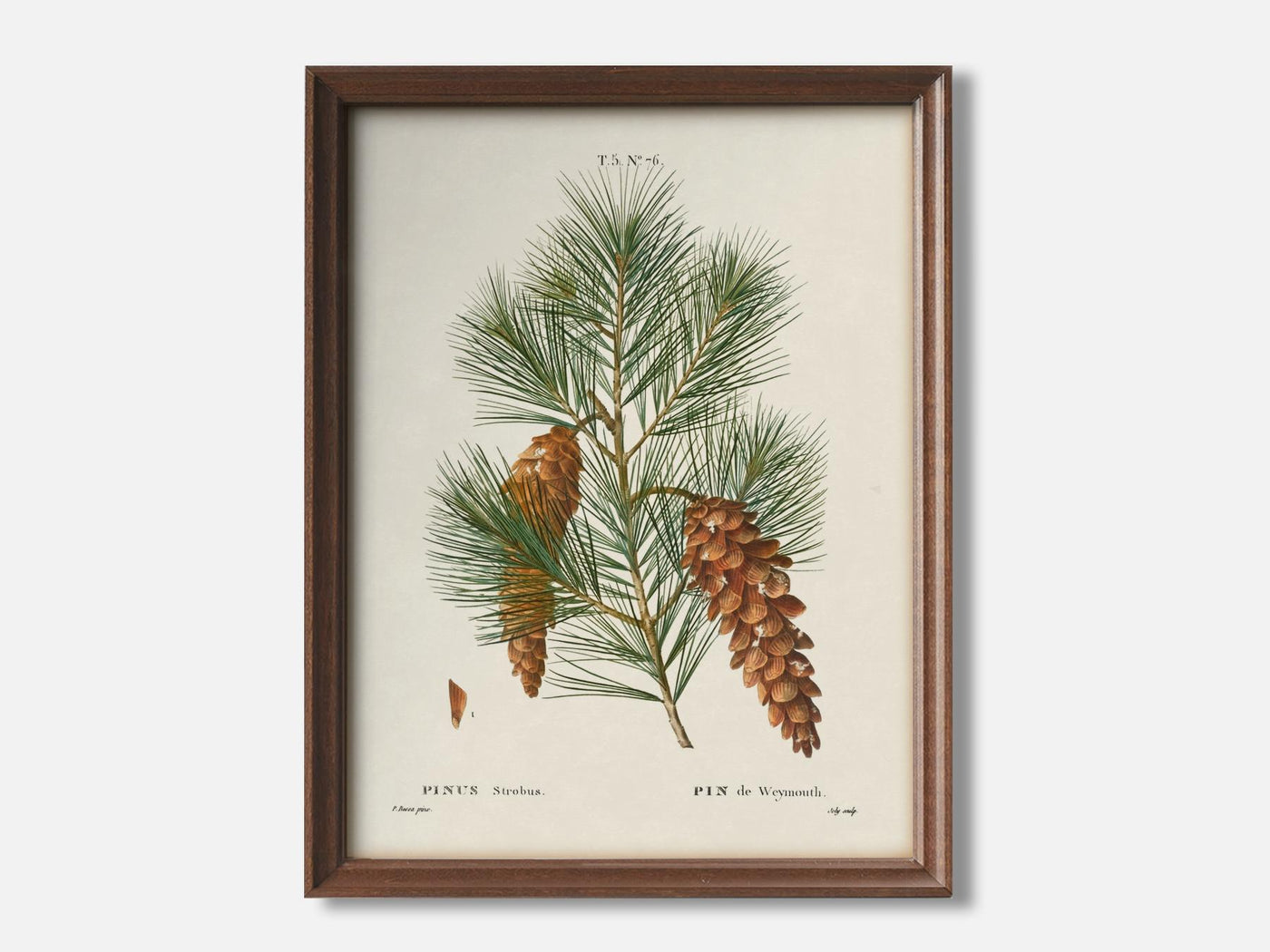 White Pine - pinus strobusform 1 Walnut - Light Parchment mockup