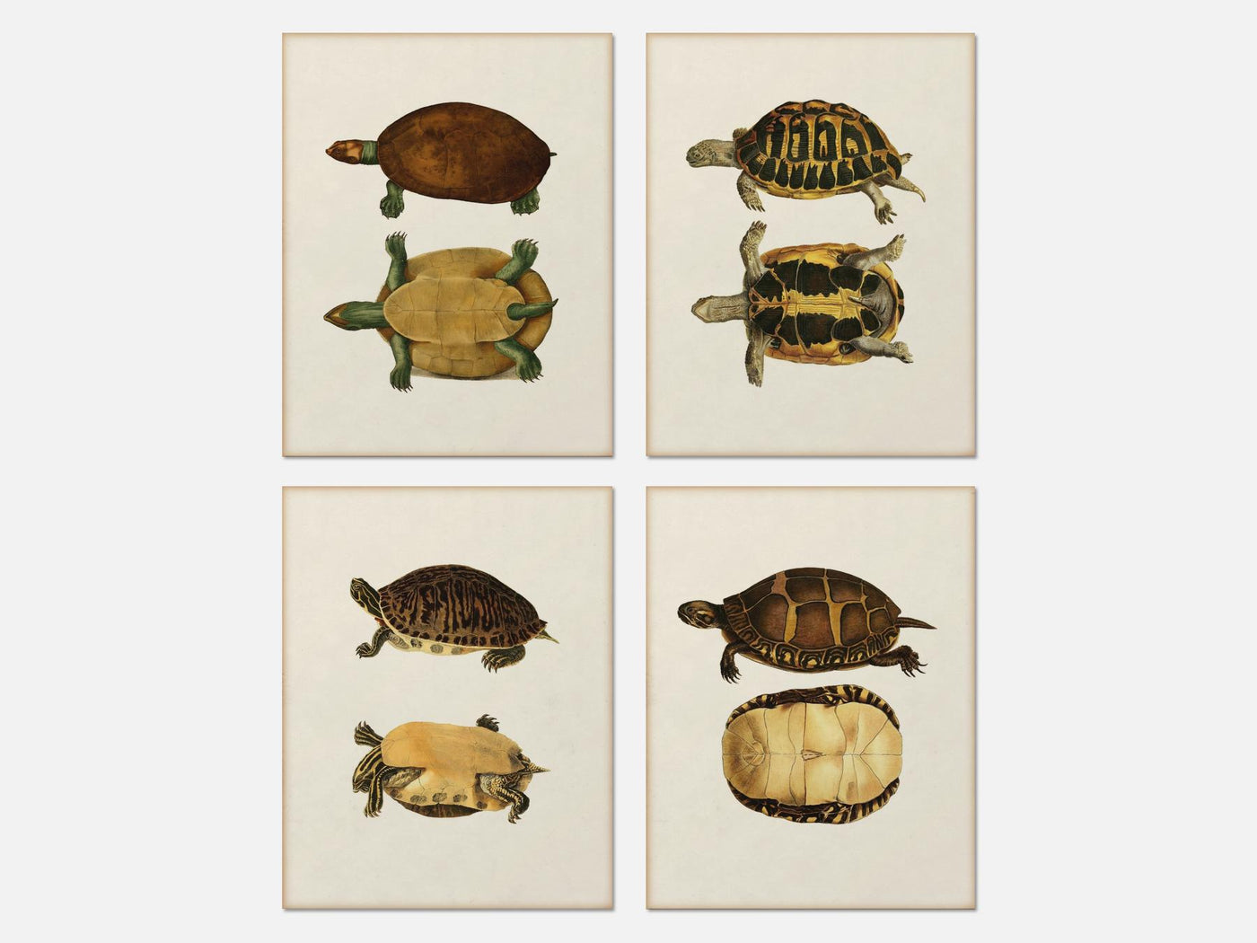 Vintage Turtle Print Set of 4 mockup - A_va3-V1-PC_AP-SS_4-PS_5x7-C_lpa