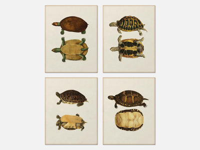 Vintage Turtle Print Set of 4 mockup - A_va3-V1-PC_AP-SS_4-PS_5x7-C_lpa variant