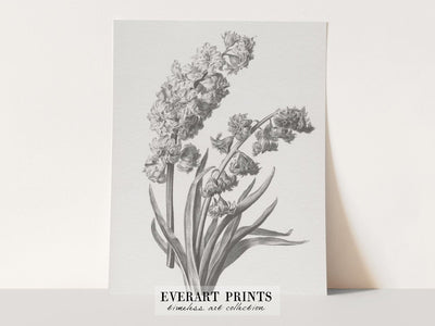 Hyacinth - Printable File - Everart